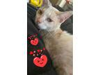 Adopt Willow a Dilute Calico