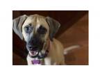 Adopt Hope a Black Mouth Cur, Hound