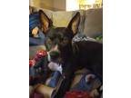 Adopt Raven a American Bully, German Shepherd Dog