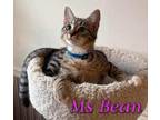 Adopt Ms. Bean a Domestic Short Hair