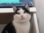 Adopt Andromeda a Domestic Short Hair