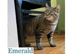 Adopt Emerald a Domestic Short Hair