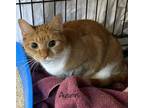 Adopt Autumn a Domestic Short Hair