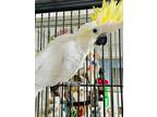 Adopt Sunshine Lesser Sulphur Crested Cockatoo a Cockatoo