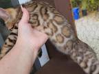 Brown Rosetted Bengal Female READY NOW