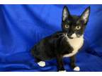 Adopt Sarah a Tuxedo