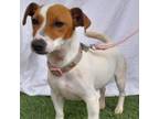 Adopt Sally a Jack Russell Terrier