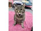 Adopt Fifi a Domestic Short Hair