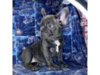 French Bulldog Puppy for sale in San Marcos, TX, USA