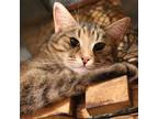 Adopt Lightening a Domestic Short Hair