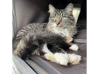 Adopt Miss Meow Meow a Domestic Long Hair, Maine Coon