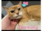 Adopt Harmony a American Shorthair