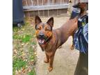 Adopt Cinnamon #resilient-lass a Australian Kelpie, German Shepherd Dog