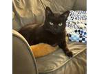 Adopt Charley a Domestic Short Hair