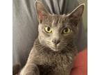 Adopt Sweetie a Domestic Short Hair