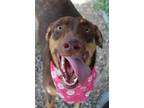 Adopt Raven a German Shepherd Dog, Labrador Retriever