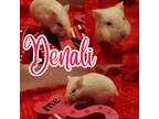 Adopt Denali a Dwarf Hamster