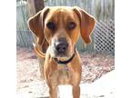 Adopt Izzabella a English Coonhound