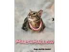 Adopt Marshmellow a Tabby