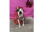 Adopt Naia a Pit Bull Terrier, Mixed Breed