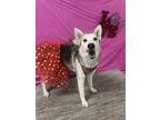 Adopt Melody a Siberian Husky, Shepherd