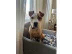 Adopt Digit a Mixed Breed