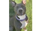 Adopt Tinsel a American Staffordshire Terrier