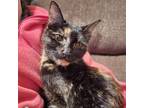 Adopt Sweet Pea a Domestic Short Hair