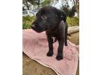 Adopt Shelby's pup (Female #2) a German Shepherd Dog, Black Labrador Retriever