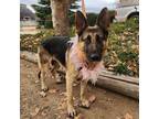 Adopt Shelby a German Shepherd Dog