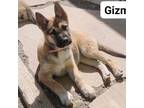 Adopt Gizmo a Belgian Shepherd / Malinois, German Shepherd Dog