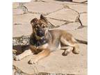 Adopt Violet a Belgian Shepherd / Malinois, German Shepherd Dog