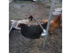 Adopt Henrietta, Helena, and Helenore a Chicken