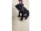 Adopt The Brady Bunch Puppies a Black Labrador Retriever