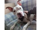 Adopt Gizmo a Pit Bull Terrier, American Bully