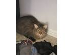 Adopt Sushi a Maine Coon