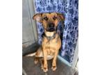 Adopt Camila a Rhodesian Ridgeback, German Shepherd Dog