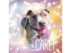 Adopt Carli a Pit Bull Terrier