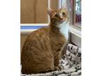 Adopt Paws (bonded with Nemo) a Domestic Short Hair