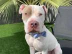 Adopt BOOKER a Pit Bull Terrier, Mixed Breed