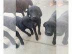 Labrador Retriever PUPPY FOR SALE ADN-746156 - AKC Black Labradors