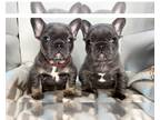 French Bulldog PUPPY FOR SALE ADN-746097 - Brooklyn X Rock