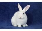 Adopt Jaxsj a Bunny Rabbit