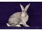 Adopt Jayden a Bunny Rabbit