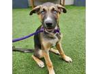 Adopt Clark Gable a German Shepherd Dog, Husky