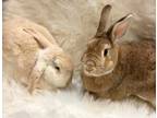 Adopt Priscilla & Barry a Bunny Rabbit