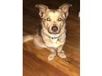 Adopt Brody a Siberian Husky, Norwegian Elkhound