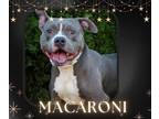 Adopt MACARONI! a Pit Bull Terrier