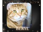 Adopt beryl a Domestic Short Hair