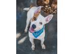 Adopt PARKER a Bull Terrier, Mixed Breed